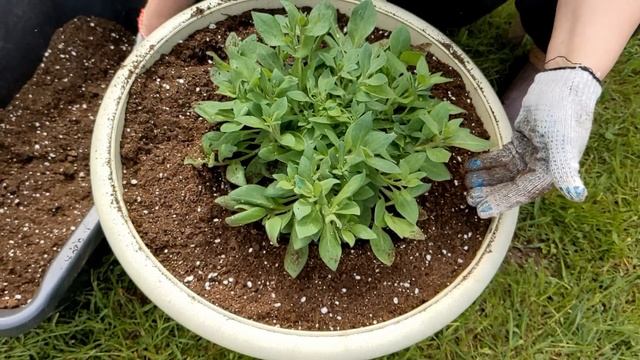 ПЕТУНИЯ??? Изи Вейв Роуз Фьюжн из семян переезжает в кашпо/Подмосковье, 21.05.2023 смотреть онлайн