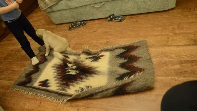 Ка де Бо щенки девчонки 05.10.2017 смотреть онлайн