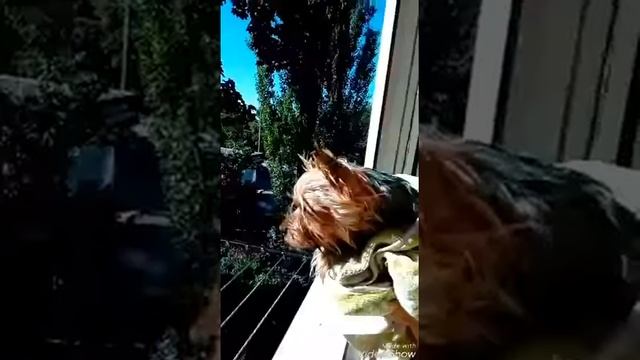 Купание йорка: в солнечный денек-):-):-) смотреть онлайн