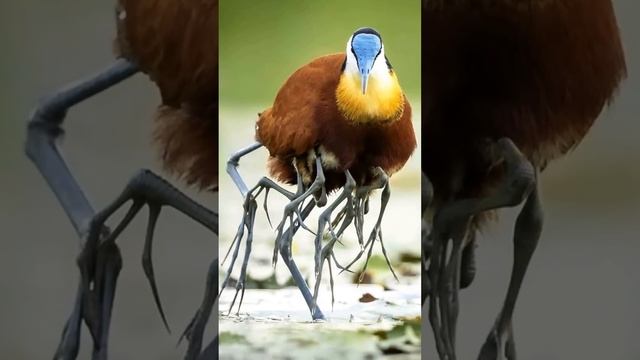 Вот почему у яканы так много ног смотреть онлайн