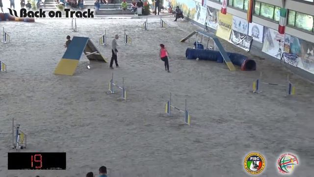 2018 World Agility Championship Метелькова гемблерз смотреть онлайн