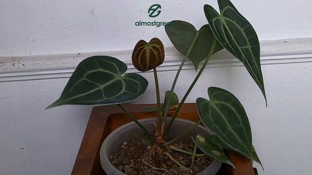 Time Lapse Moment Langka Anthurium King Of Crystalinum смотреть онлайн