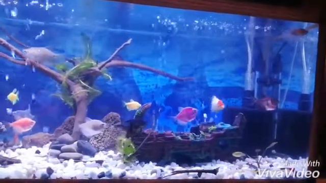 Akavarium Ve Baliqlar (akvaryum Ve Balik)