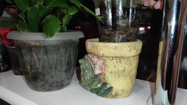 03.02.21.Декабрист.. удобряю -монокалий фосфат. смотреть онлайн