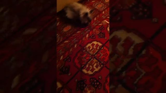 Вы все еще хотите маленького пушистого зверька?) смотреть онлайн