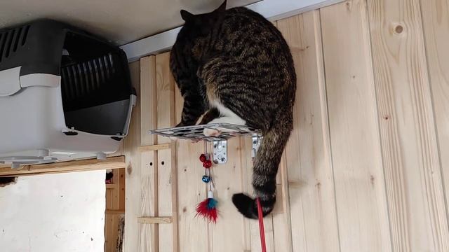 Домик для кошки под потолком! смотреть онлайн