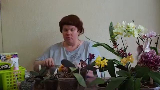 Ботанинический квартирник. Уход за листьями фаленопсисов смотреть онлайн