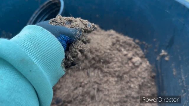 Получили гортензии окс зимой? Что делать?