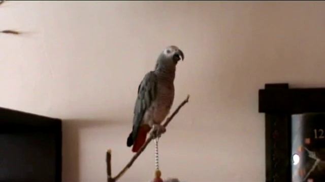 Говорящий попугай жако - Куля командир смотреть онлайн