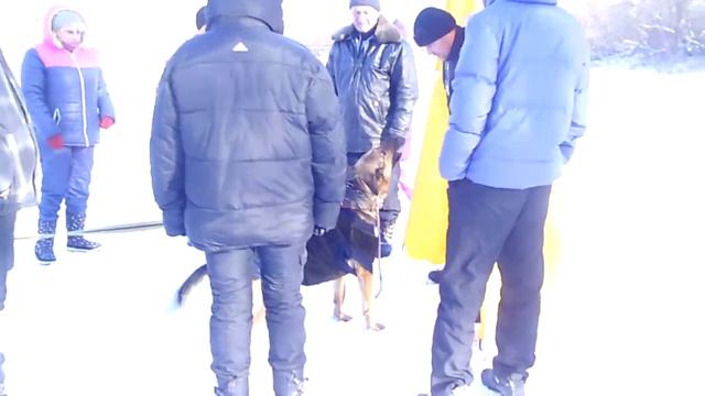 немецкая овчарка Россия . Удержание фигуранта (усложнённый вариант) смотреть онлайн