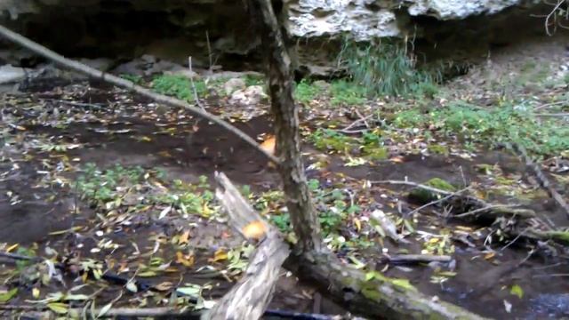 Гриб,растущий на дереве как ни в чем не бывало.. смотреть онлайн