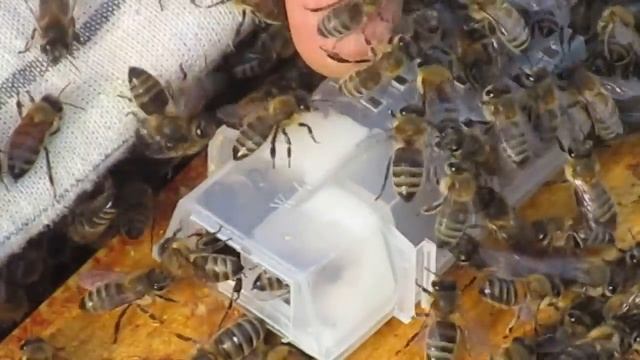 Как сделать отводок. Пчелы выпускают матку смотреть онлайн
