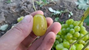 Виноград Ранний палыча 2021г.