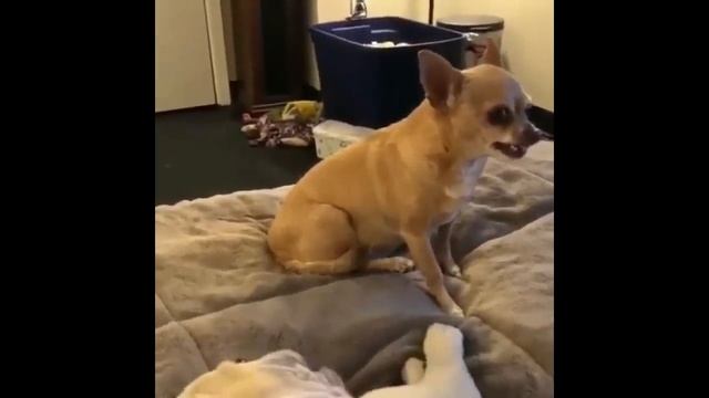 Funny and Cute French Bulldog Puppies Compilation #5 - Cutest French Bulldog смотреть онлайн