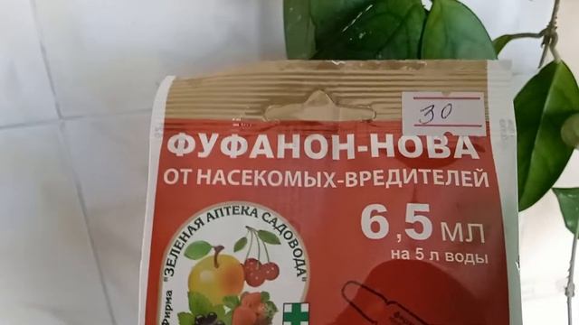 Одна обработка и мучнистый червец, побеждён. смотреть онлайн