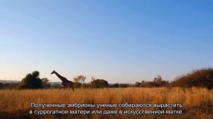 Ученые хотят воскресить мамонтов с помощью технологии редактирования генов