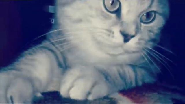 #scottishfold Вислоухий шотландец/Антон смотреть онлайн