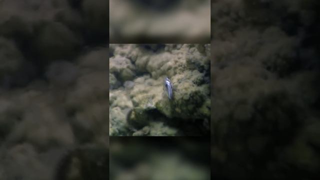 Миллионы мух дайверов на озере Моно смотреть онлайн