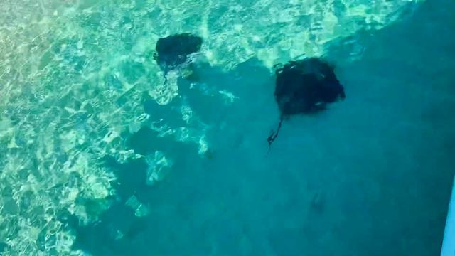 Pig Island + Bahamas смотреть онлайн