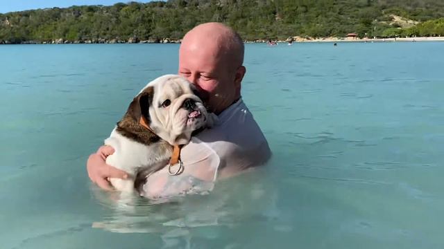 Мимишность зашкаливает . Бульдог в Доминикане . Купание щенка в океане . смотреть онлайн