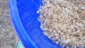 Собрала семена расторопши. Расторопша пятнистая.