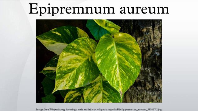 Epipremnum Aureum