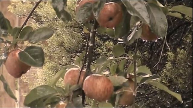 Tomé - Primera Lluvia Otoñal [SONY DCR-DVD610] смотреть онлайн