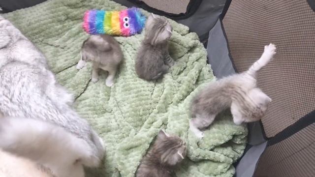 Котята громко мяукают по ночам и будят хозяев, невозможно спать! смотреть онлайн