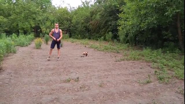 Американский стаффордширский терьер Рокки 4мес дрессировка! смотреть онлайн