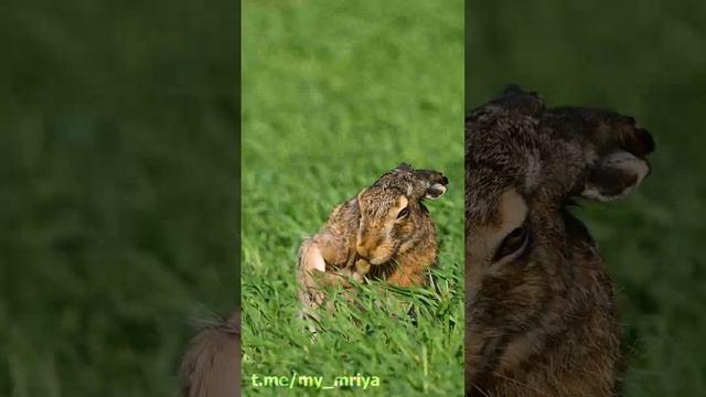 В рот мне ноги... смотреть онлайн
