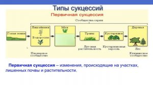 ЭКОЛОГИЧЕСКАЯ СУКЦЕССИЯ