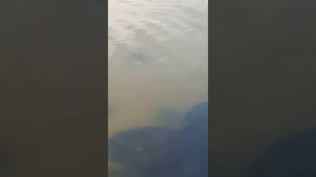 Финский залив 3 Тойла