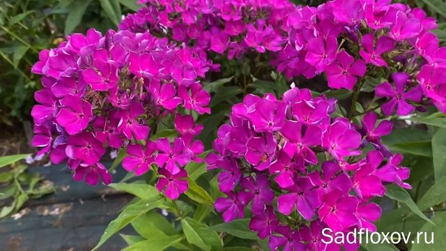 Флокс Сезам, селекции Е.А. Константиновой смотреть онлайн