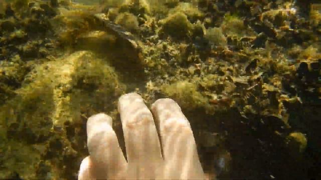 Варненский залив: морская собачка-павлин смотреть онлайн