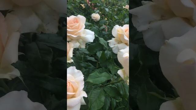 Роза Chandos Beauty. Май- июнь 2023г. смотреть онлайн