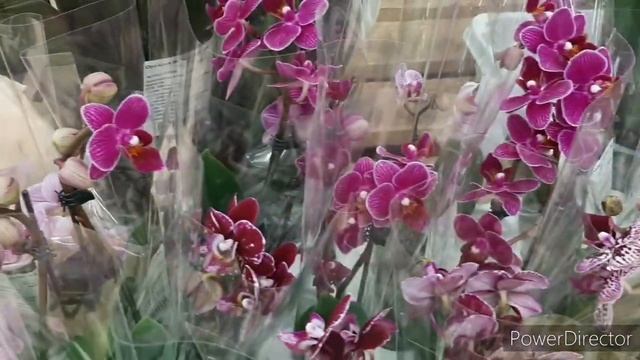 Орхидеи в Ашане (6 марта 2022г.)