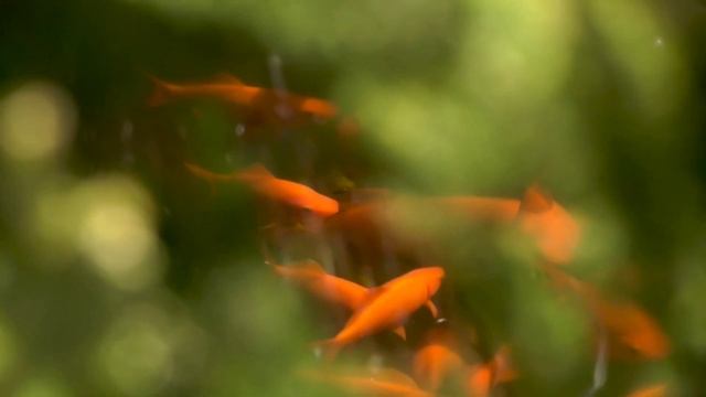 Релакс оздоровительная музыка смотреть онлайн