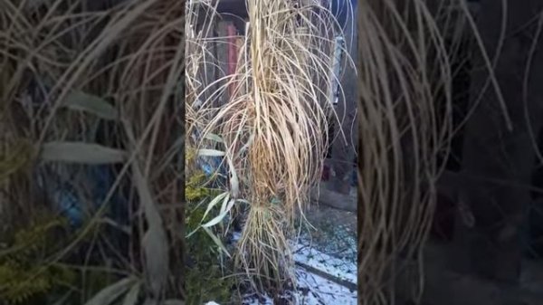 Miscanthus Sinensis "Silberfeder" 🙂🌾💚.   #ogród #garden #gardener #flowerpower