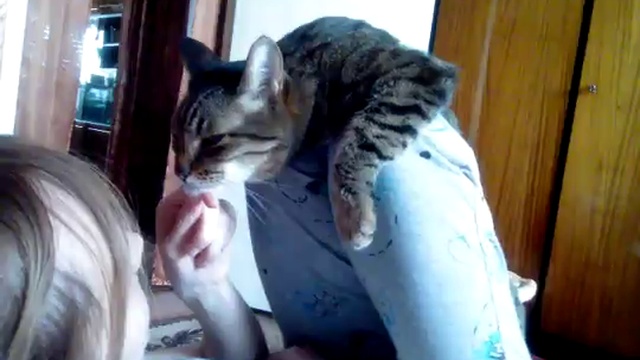 Аморфный флегматичный кот смотреть онлайн