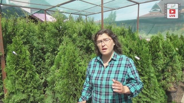 Ель - хит парад. Выпуск 2. Ель колючая смотреть онлайн
