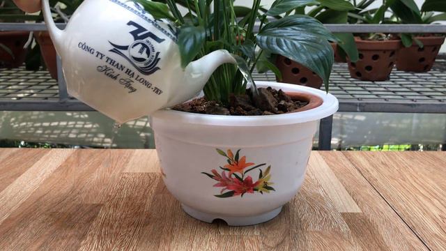 I Sprinkled A Little On The Roots That Caused The Anthurium Couldn't Stop Blooming смотреть онлайн