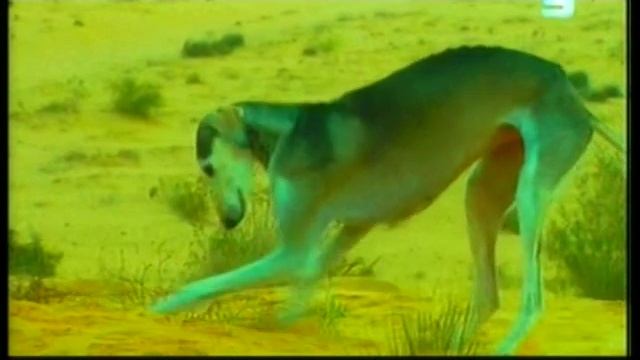 Салюки,персидская борзая Негева. смотреть онлайн