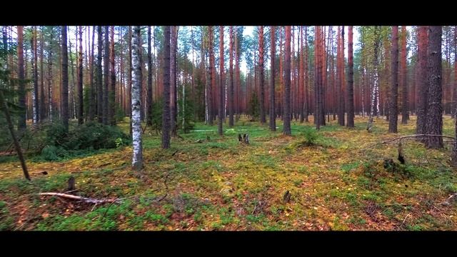 Лес.mp4