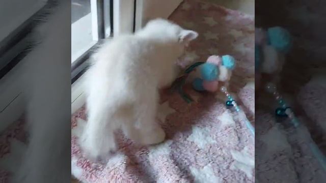 Голубоглазая девочка Орианна, 2 месяца, серебристая шиншилла поинт смотреть онлайн