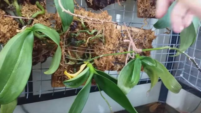 ''Orchid house'' after 2 weeks without me смотреть онлайн