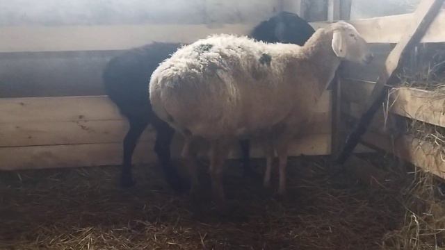 Уезжают 3 матки в Курской район СК. Исламу в хозяйство ( 09.01.2024 г.) +79054444790 смотреть онлайн