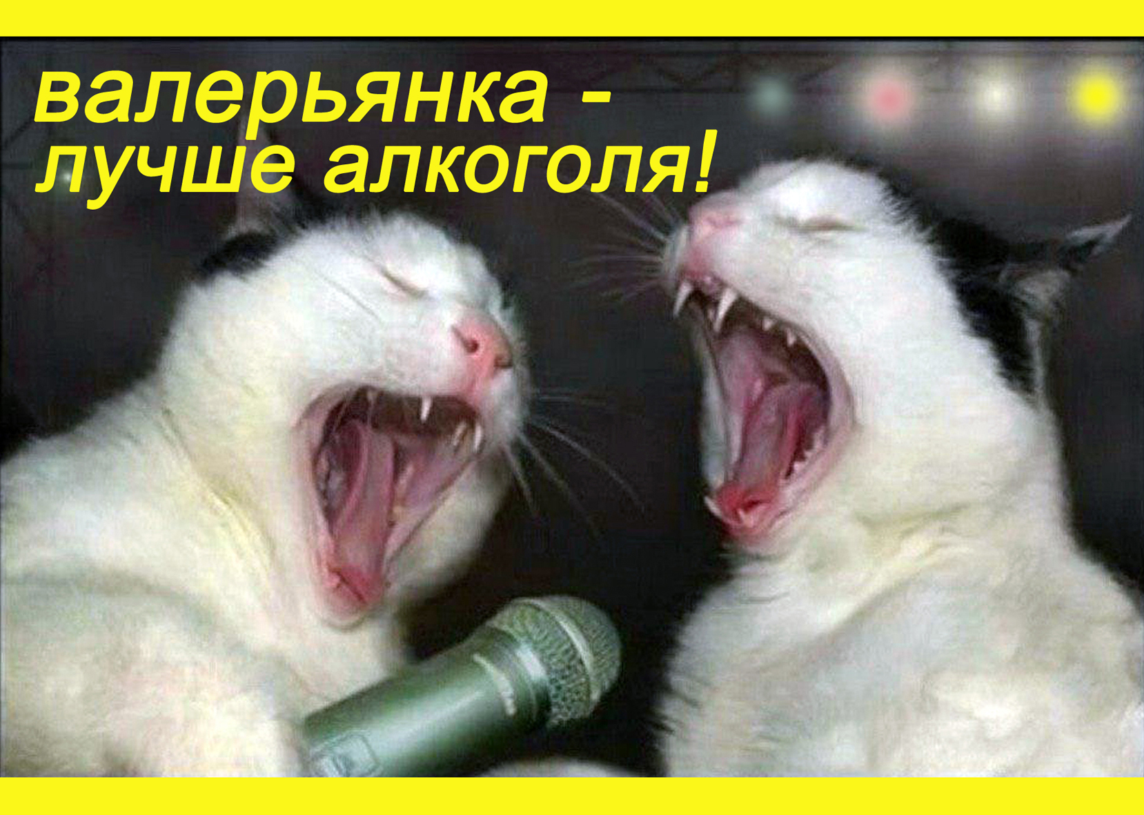 КОРОПУЛЯ#2 "Валерьянка - лучше алкоголя!"