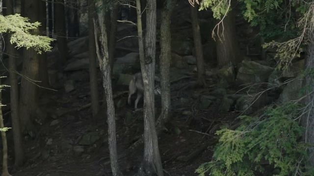 Волки вырыли свежую могилу. Вскрыв гроб, люди были в ужасе! смотреть онлайн