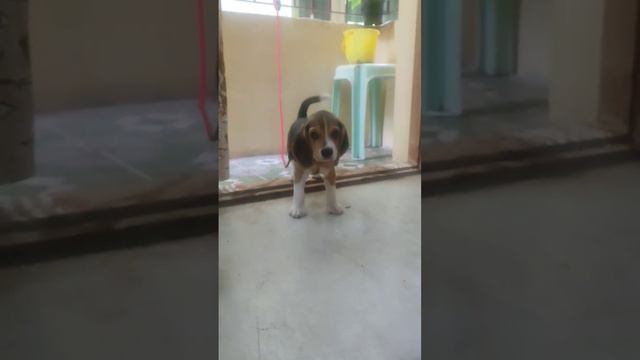 என்னையா டா கட்டி போடுறீங்க? смотреть онлайн