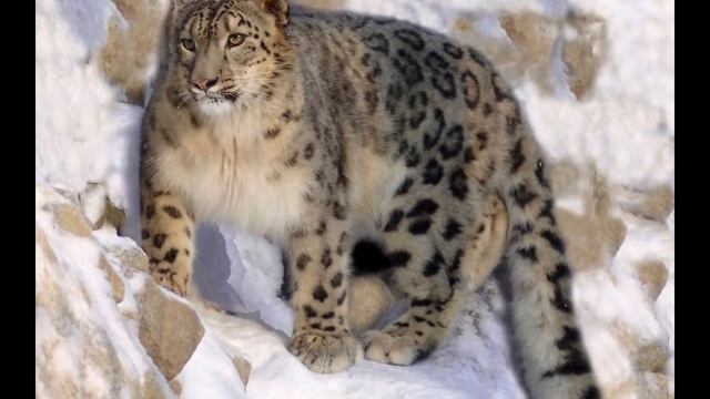 ГИМАЛАИ. ВОСХОЖДЕНИЕ. смотреть онлайн